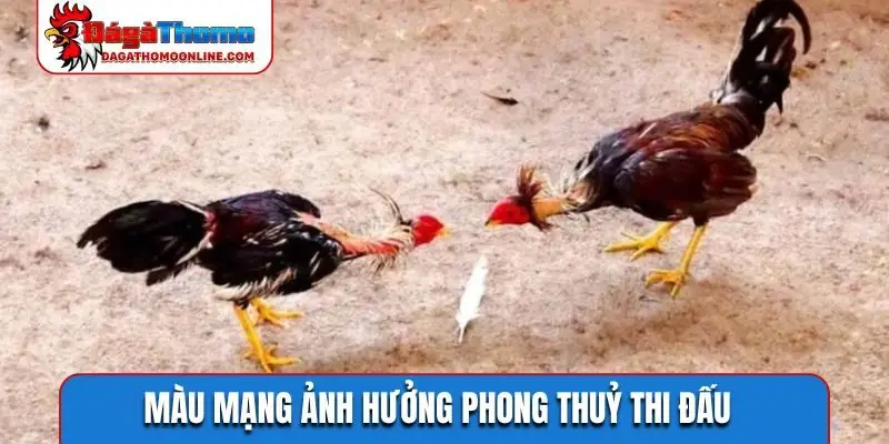 Màu mạng ảnh hưởng phong thuỷ thi đấu